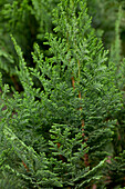 Chamaecyparis lawsoniana 'Columnaris'