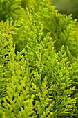 Chamaecyparis lawsoniana 'Ivonne'