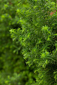 Chamaecyparis thyoides 'Top Point'