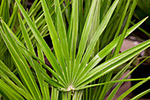 Chamaerops humilis