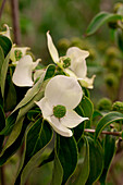 Cornus kousa chinensis 'China Girl'