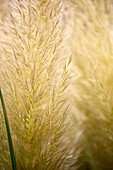 Cortaderia selloana 'Evita'®