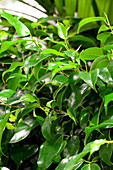 Ficus benjamina 'Danielle
