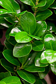 Ficus microcarpa