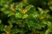 Ilex meserveae 'Little Rascal'