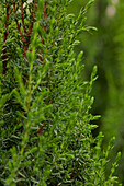 Juniperus communis 'Arnold'