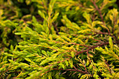 Juniperus communis 'Goldschatz' (Gold Treasure)