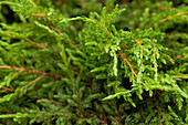 Juniperus communis Repanda