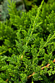 Juniperus horizontalis 'Prince of Wales