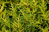 Juniperus x pfitzeriana 'Golden Cushion