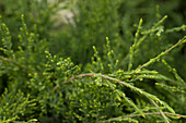 Juniperus virginiana 'Hetzii
