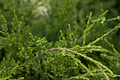 Juniperus virginiana 'Hetzii'