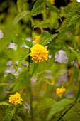 Kerria japonica 'Pleniflora'