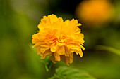 Kerria japonica 'Pleniflora'