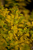 Ligustrum ovalifolium 'Lemon and Lime'