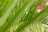 Phoenix canariensis