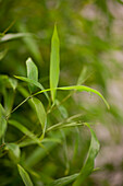 Phyllostachys 'Alata' aureosulcata