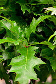 Quercus palustris Green Dwarf