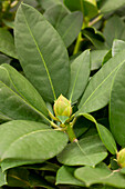 Rhododendron Hybriden