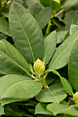 Rhododendron hybrids