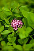 Spiraea japonica 'Little Princess'