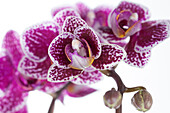 Phalaenopsis