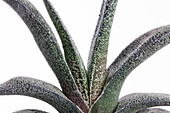 Gasteria