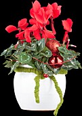 Cyclamen persicum, red