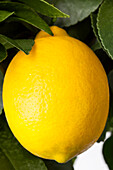 Citrus limon