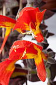 Columnea gloriosa