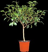 Ficus elastica 'Australis', Stamm