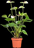 Anthurium x andreanum