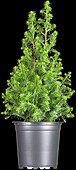 Chamaecyparis thyoides 'Top Point'