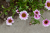 Argyranthemum frutescens Argyranthemum frutescens Reflection Pink