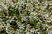 Euphorbia hypericifolia 'Diwali Shower'