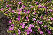 Cuphea hyssopifolia, purple