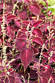 Coleus 'Kingswood Torch'