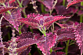 Coleus 'Red Velvet'