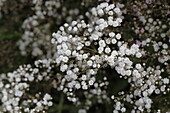 Gypsophila paniculata 'Festival Snow' 
