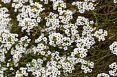 Lobularia maritima 'Snow Princess'(s)