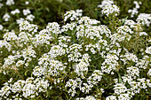 Lobularia 'Silver Stream