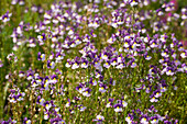 Nemesia 'Nesia'Fantasy