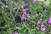 Stachys Lilac Falls