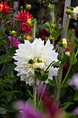 Dahlia 'White Perfection'