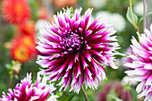 Dahlia Alauna Clair Obscur