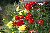 Cactus Dahlia Bon Bini, yellow with red flowers