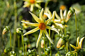 Dahlia Honka Yellow