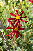 Dahlia 'Honka Surprise'