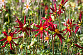 Dahlia 'Tahoma Star' 