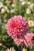 Dahlia Orange Fubuki